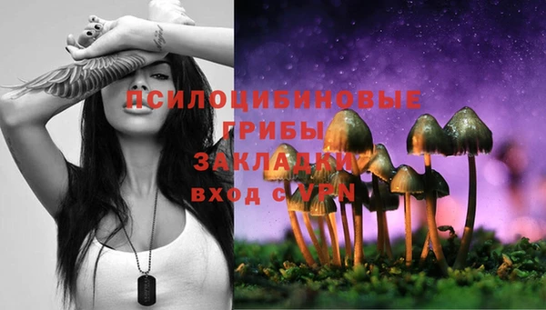 стаф Касимов